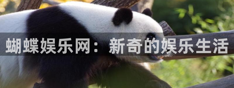 多多28g体育网页版入口：蝴蝶娱乐网：新奇的娱乐生活