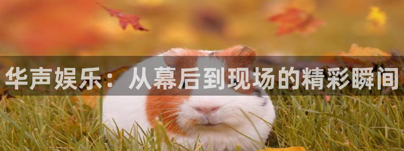 多多28g体育和杏耀是哪个公司的：华声娱乐：从幕后到现场的精彩瞬间